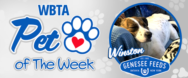 Kona Pet Of The Week