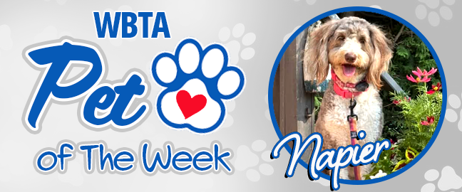 Kona Pet Of The Week
