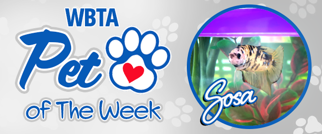 Kona Pet Of The Week