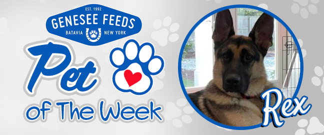 Kona Pet Of The Week